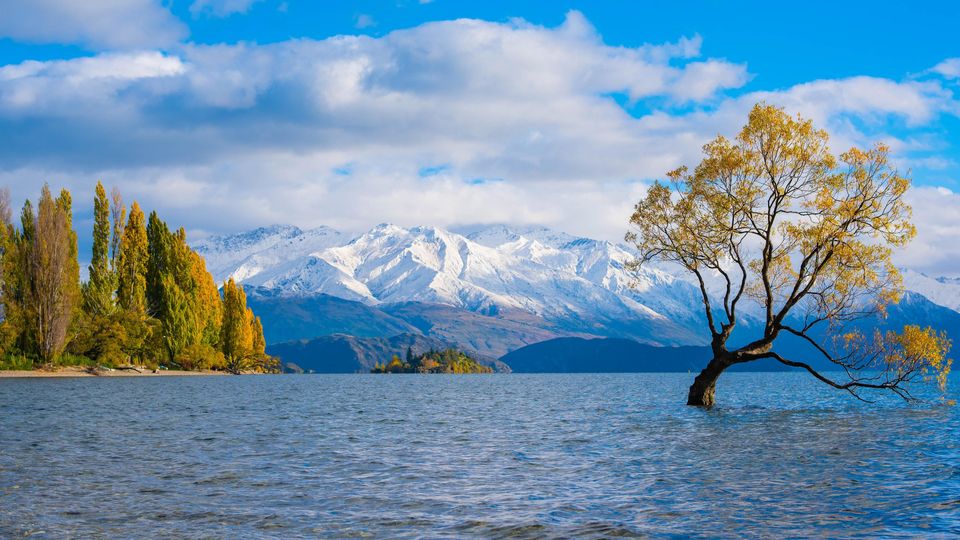 A picture of a lake with mountains - in the foreground a single tree is struggling as its trunk is underwater